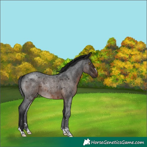 Horse Color:Gray Brown Roan Rabicano 