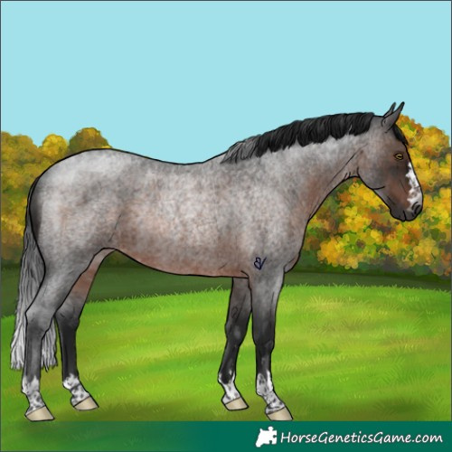 Horse Color:Gray Brown Roan Rabicano 