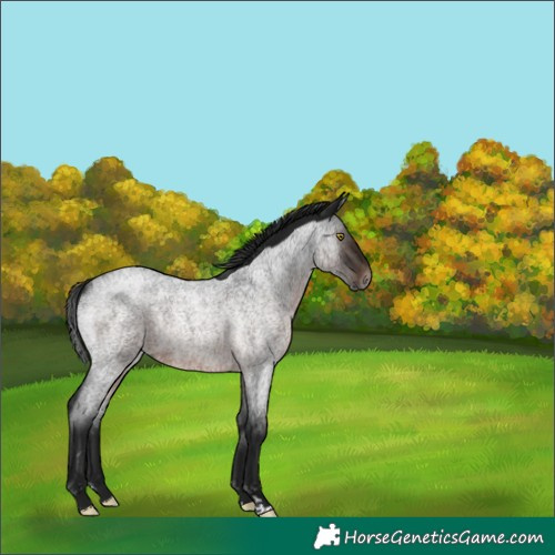 Horse Color:Gray Brown Roan Rabicano 