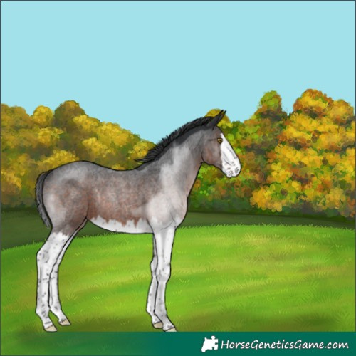 Horse Color:Brown Roan Splash Rabicano 