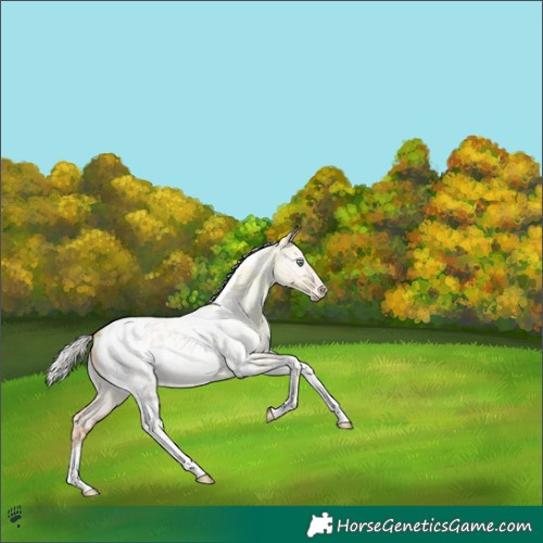 Horse Color:Silver Classic Champagne Ice Roan Dun Tobiano Appaloosa 