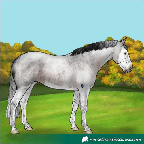 Horse Color:Gray Brown Roan Splash Rabicano 