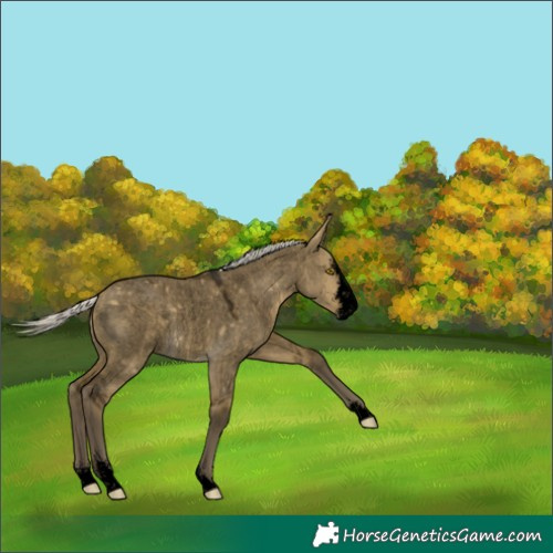 Horse Color:Void Silver Buckskin Roan Dun Sabino Rabicano 