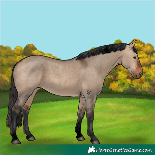 Horse Color:Void Bay Dun Tobiano 