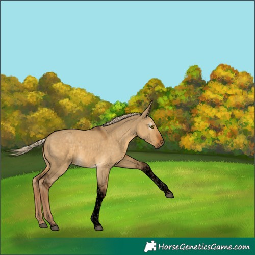 Horse Color:Gray Void Chocolate Palomino Dun Tobiano Rabicano 