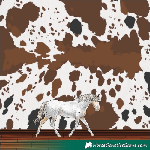 Horse Color:Palomino Sabino Tobiano Near Fewspot 