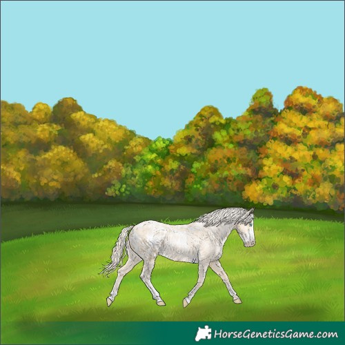 Horse Color:Palomino Roan Pearl Sabino Appaloosa 