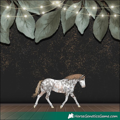 Horse Color:Red Roan Sabino Appaloosa Rabicano 