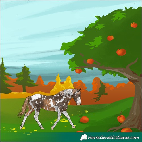 Horse Color:Chestnut Sabino Tobiano Leopard 