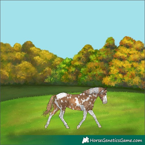 Horse Color:Chestnut Sabino Tobiano Appaloosa 
