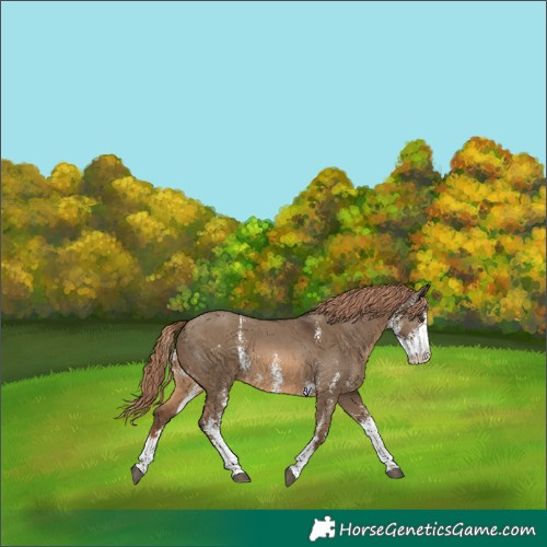 Horse Color:Red Dun Sabino 