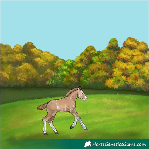 Horse Color:Red Dun Sabino 
