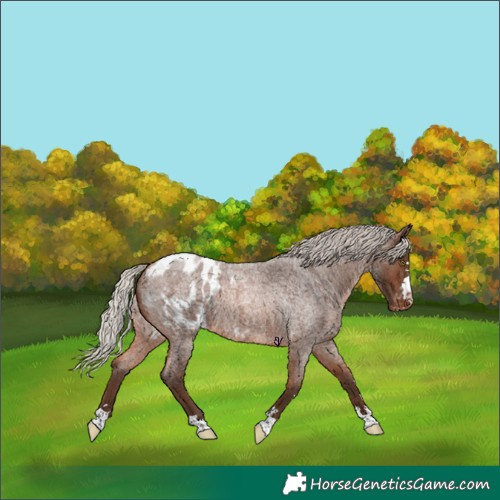 Horse Color:Silver Bay Roan Blanket Rabicano 