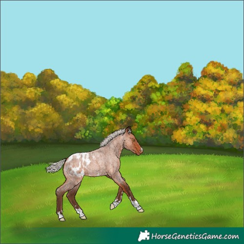 Horse Color:Silver Bay Roan Appaloosa Rabicano 