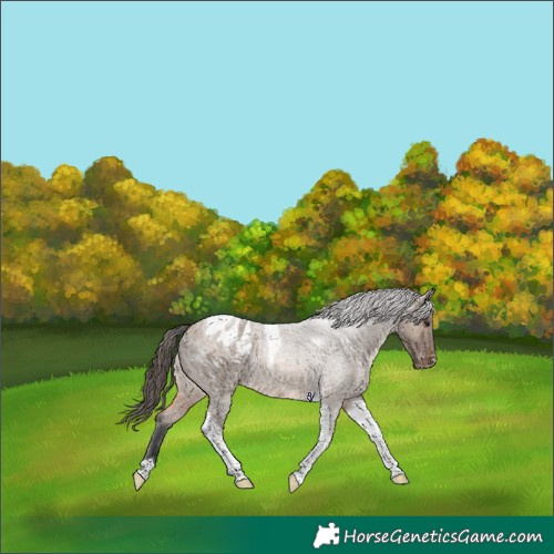 Horse Color:Bay Roan Dun Tobiano Blanket 