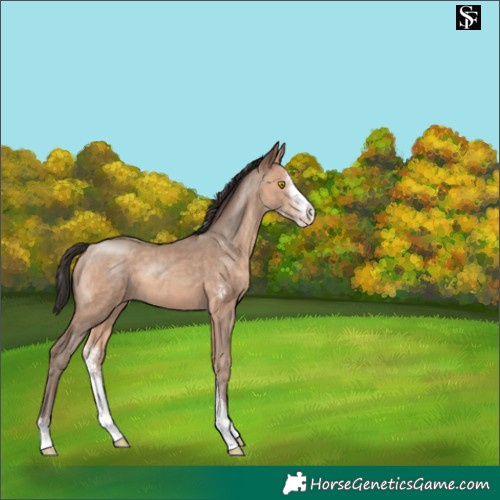 Horse Color:Amber Champagne Sabino 
