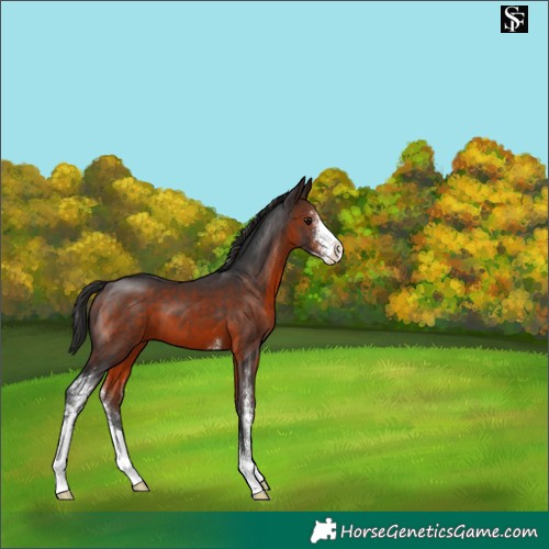 Horse Color:Brown Sabino 