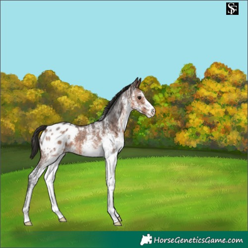 Horse Color:White Spotted Brown Appaloosa 