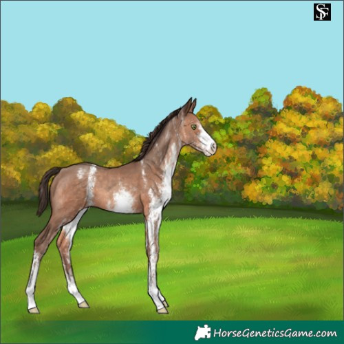 Horse Color:White Spotted Sable Champagne Appaloosa 