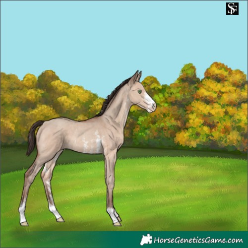 Horse Color:Sable Champagne Dun Sabino 