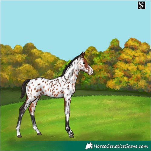 Horse Color:Bay Sabino Appaloosa 