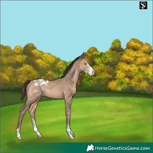 Horse Color:Sable Champagne Sabino Appaloosa 