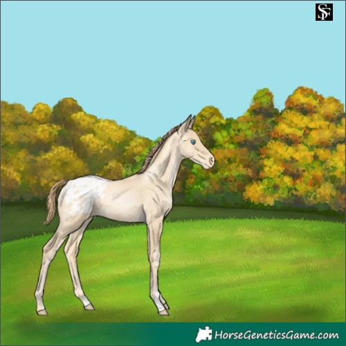 Horse Color:Sable Cream Champagne Pearl Appaloosa 