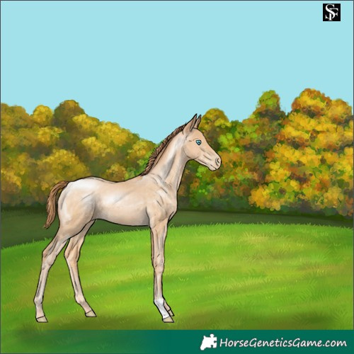 Horse Color:Buckskin Pearl 