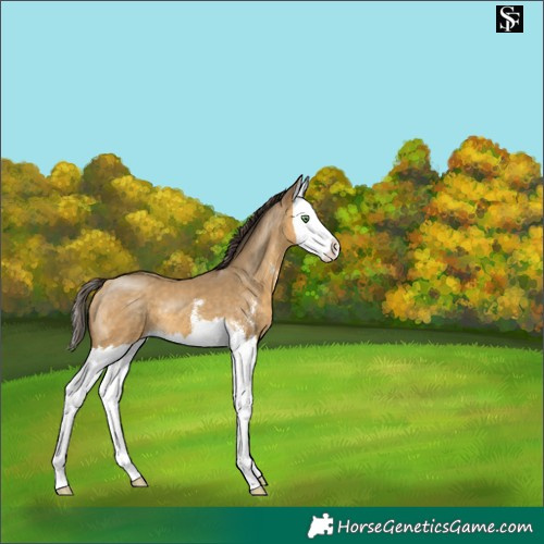 Horse Color:Sable Cream Champagne Sabino Splash 