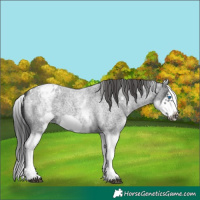 Horse Color:White Spotted Blue Roan Splash Frame Appaloosa 