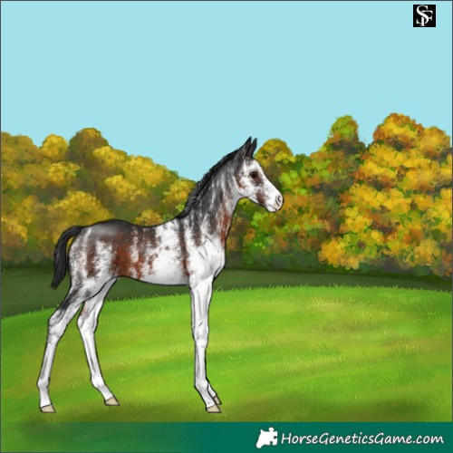 Horse Color:White Spotted Brown 