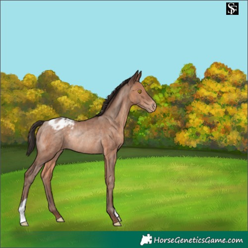 Horse Color:Sable Champagne Appaloosa Rabicano 