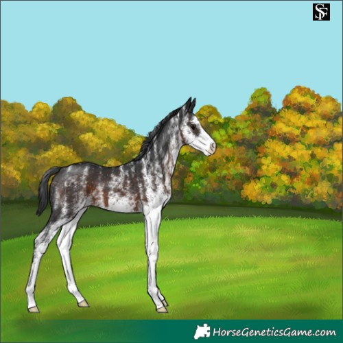 Horse Color:White Spotted Brown 