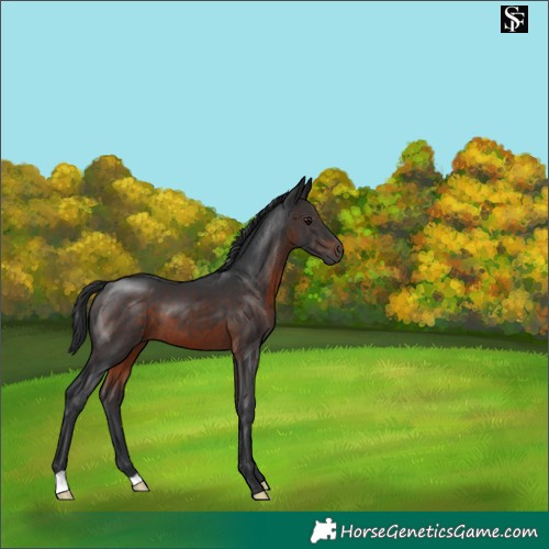 Horse Color:Brown 