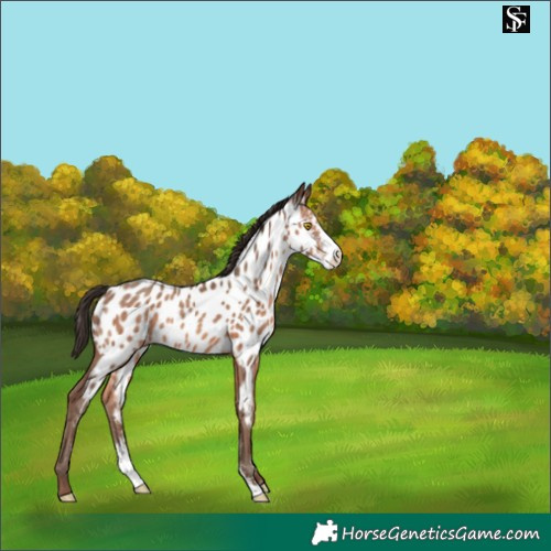 Horse Color:Sable Champagne Sabino Appaloosa 
