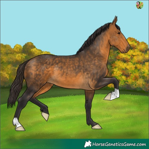 Horse Color:Buckskin 