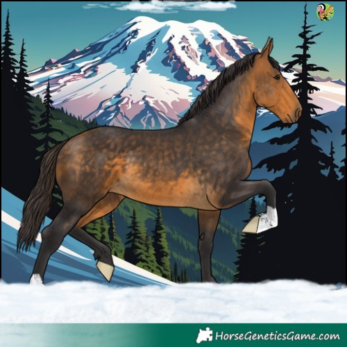 Horse Color:Buckskin 