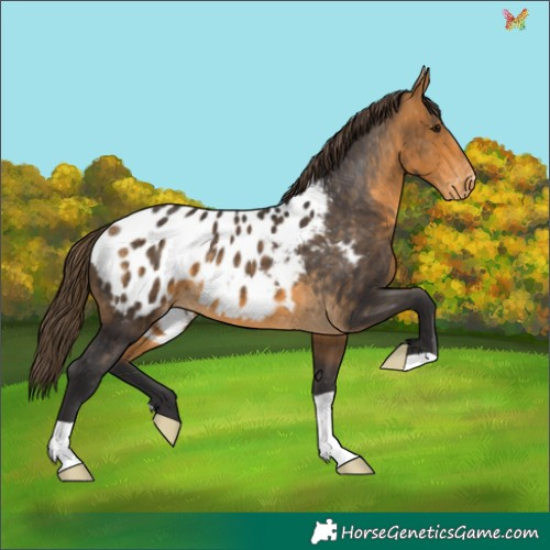 Horse Color:Buckskin Appaloosa 