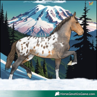 Horse Color:Buckskin Appaloosa 