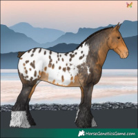 Horse Color:Buckskin Blanket 