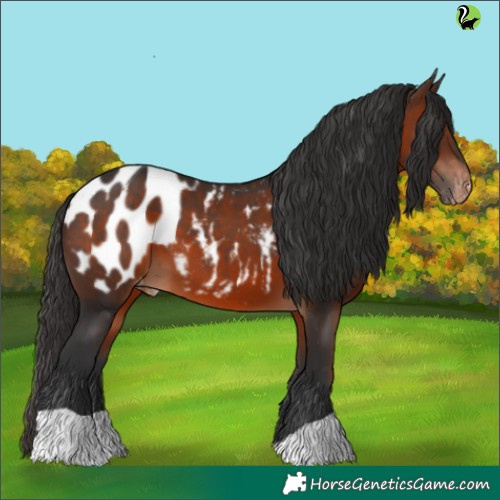 Horse Color:Brown Appaloosa 