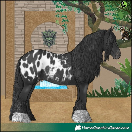 Horse Color:Black Blanket Rabicano 