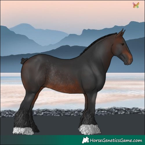 Horse Color:Brown Rabicano 