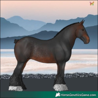 Horse Color:Brown Rabicano 