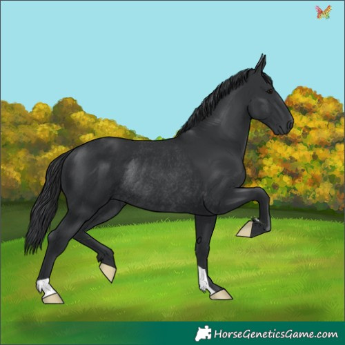 Horse Color:Black Rabicano 