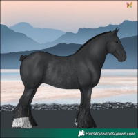 Horse Color:Black Rabicano