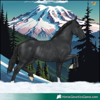 Horse Color:Black Rabicano 