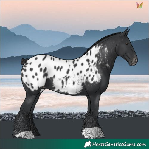 Horse Color:Black Blanket 