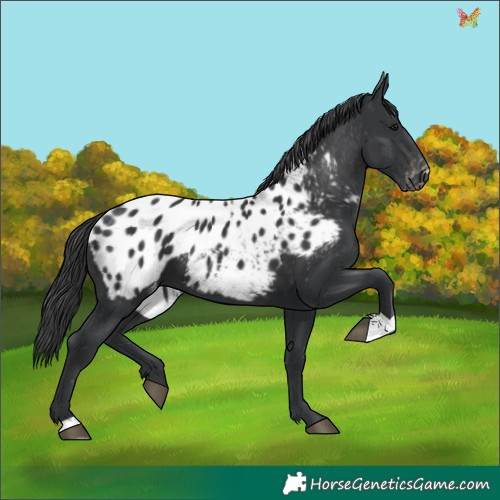 Horse Color:Black Appaloosa