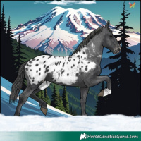 Horse Color:Black Appaloosa